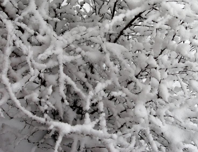 Nieve caida sobre las ramas